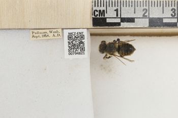 Media type: image;   Entomology 794821 Aspect: Labels
